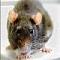 Rompiosa avatar