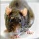 Rompiosa avatar
